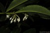 Ardisia crenata Sims